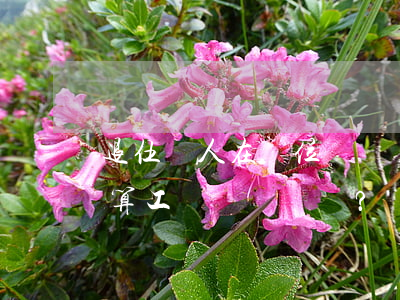 退伍軍人在單位舊傷復(fù)發(fā)，算工傷嗎？